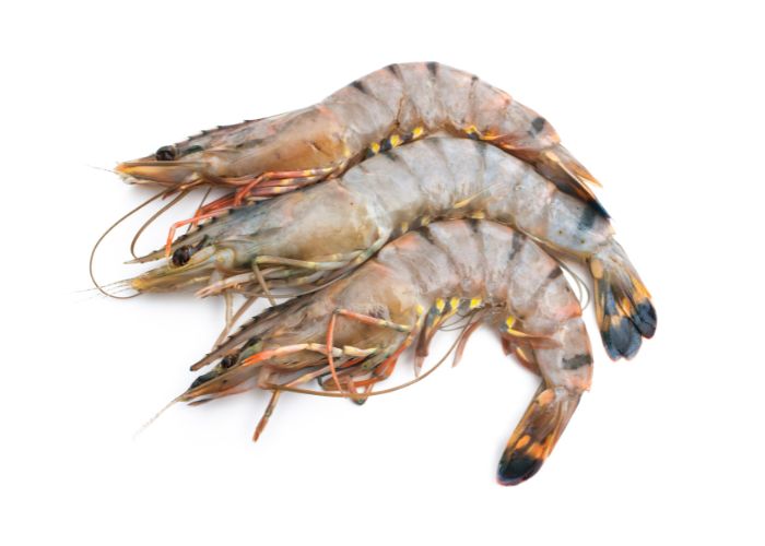 Noezantara Shrimp product photo10